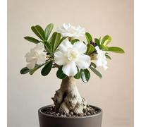 Rosa del deserto bonsai/Rosa del deserto/adenium obesum-resistente all'inverno/Resistente e Facile da Curare-H-3 Rhizome
