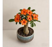 Rosa del deserto bonsai/Rosa del deserto/adenium obesum-resistente all'inverno/Resistente e Facile da Curare-B-1 Rhizome