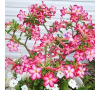 Rosa del deserto bonsai/Rosa desertica perenne resistente all'inverno/Facile da coltivare e richiede poca manutenzione-H-3 Rhizome