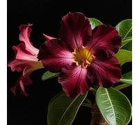 Rosa del deserto bonsai/Rosa desertica perenne resistente all'inverno/Facile da coltivare e richiede poca manutenzione-G-1 Rhizome