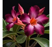 Rosa del deserto bonsai/Rosa desertica perenne resistente all'inverno/Facile da coltivare e richiede poca manutenzione-E-5 Rhizome