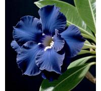 Rosa del deserto bonsai/Rosa desertica perenne resistente all'inverno/Resistente e Facile da Curare(OPVDJD)-B-1 Rhizome