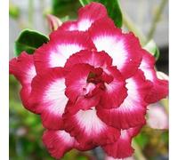 Rosa del deserto bonsai/Rosa desertica perenne resistente all'inverno/Resistente e Facile da Curare(OPVDJD)-C-1 Rhizome