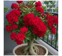 Rosa del Deserto Bulbo Decorativo per Interni ed Esterni-3Bulbos-B