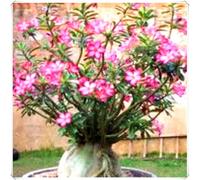 Rosa del Deserto Bulbo Decorativo per Interni ed Esterni-4Bulbos-V