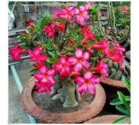 Rosa del Deserto Bulbo Decorativo per Interni ed Esterni-5Bulbos-C