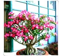 Rosa del Deserto Bulbo Esotico per Giardino e Balcone-3Bulbos-C