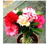 Rosa del Deserto Bulbo Esotico per Giardino e Balcone-3Bulbos-Z