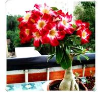 Rosa del Deserto Bulbo Esotico per Giardino e Balcone-4Bulbos-B