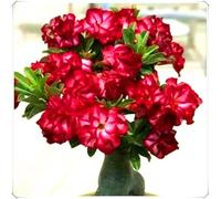 Rosa del Deserto Bulbo Esotico per Giardino e Balcone-4Bulbos-X