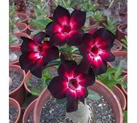 Rosa del deserto bulbo resistente perenne esotico-1 Bulbis,C