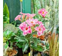 Rosa del deserto - Colore raro, adatto per interni ed esterni, facile da coltivare-1Pcs-B