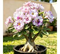 Rosa del Deserto, Compatta per composizioni in vaso interno-4bulbi-i