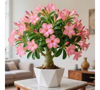 Rosa del deserto dal look unico per accenti particolari-1cipolla-X