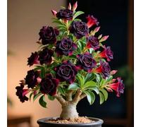 Rosa del deserto dal look unico per accenti particolari-4 cipolle