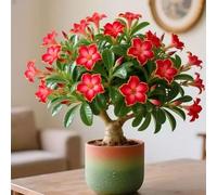 Rosa del deserto dal look unico per accenti particolari-4 cipolle C