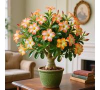 Rosa del deserto dal look unico per accenti particolari-4 cipolle-Z