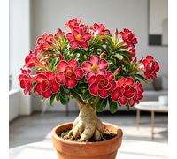 Rosa del Deserto, Deco vegetale per angoli soleggiati del balcone-1bulbi-e