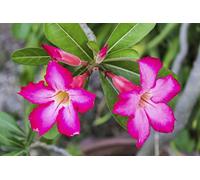 Rosa del deserto esotico bulbo resistente perenne-1 Bulbis C Seeds ONLY