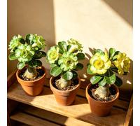 Rosa del deserto - estivi giardino balcone ufficio balcone 4bulbi