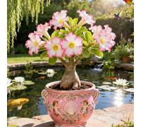Rosa del deserto facile da coltivare/Resistente alla siccità e al sole/Tuberi rari di Desert Rose/Arredamento vintage per la casa-1 Rizoma-J