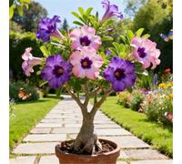 Rosa del deserto facile da coltivare/Resistente alla siccità e al sole/Tuberi rari di Desert Rose/Arredamento vintage per la casa-5 Rizoma-H