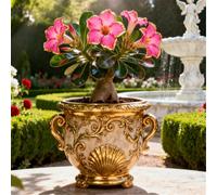 Rosa del deserto facile da coltivare/Resistente alla siccità e al sole/Tuberi rari di Desert Rose/Arredamento vintage per la casa-2 Rizoma-A