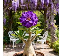 Rosa del deserto facile da coltivare/Resistente alla siccità e al sole/Tuberi rari di Desert Rose/Arredamento vintage per la casa-4 Rizoma-E