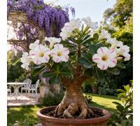 Rosa del deserto facile da coltivare/Resistente alla siccità e al sole/Tuberi rari di Desert Rose/Arredamento vintage per la casa-4 Rizoma-D