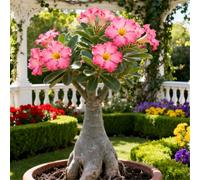 Rosa del deserto facile da coltivare/Resistente alla siccità e al sole/Tuberi rari di Desert Rose/Arredamento vintage per la casa-3 Rizoma-C