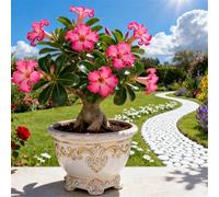 Rosa del deserto facile da coltivare/Resistente alla siccità e al sole/Tuberi rari di rosa del deserto/Arredamento vintage per la casa-5 Rizoma-B