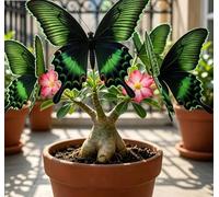 Rosa del Deserto "Farfalla" Bicolore Sfumata | Caudice Rigonfio | Resistente alla Siccità e di Facile Cura | Fiorisce Tutto l'Anno | Ideale per l'Arredamento d'Interni-4 unità-F