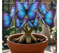 Rosa del Deserto "Farfalla" Bicolore Sfumata | Caudice Rigonfio | Resistente alla Siccità e di Facile Cura | Fiorisce Tutto l'Anno | Ideale per l'Arredamento d'Interni-2 unità-I