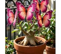 Rosa del Deserto "Farfalla" Bicolore Sfumata | Caudice Rigonfio | Resistente alla Siccità e di Facile Cura | Fiorisce Tutto l'Anno | Ideale per l'Arredamento d'Interni-2 unità-C