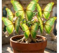 Rosa del Deserto "Farfalla" Bicolore Sfumata | Caudice Rigonfio | Resistente alla Siccità e di Facile Cura | Fiorisce Tutto l'Anno | Ideale per l'Arredamento d'Interni-3 unità-A