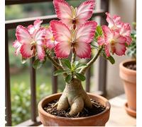 Rosa del Deserto "Farfalla" Bicolore Sfumata | Caudice Rigonfio | Resistente alla Siccità e di Facile Cura | Fiorisce Tutto l'Anno | Ideale per l'Arredamento d'Interni-5 unità-H