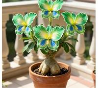 Rosa del Deserto "Farfalla" Bicolore Sfumata | Caudice Rigonfio | Resistente alla Siccità e di Facile Cura | Fiorisce Tutto l'Anno | Ideale per l'Arredamento d'Interni-3 unità-E