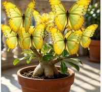 Rosa del Deserto "Farfalla" Bicolore Sfumata | Caudice Rigonfio | Resistente alla Siccità e di Facile Cura | Fiorisce Tutto l'Anno | Ideale per l'Arredamento d'Interni-5 unità-G