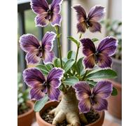 Rosa del Deserto "Farfalla" Bicolore Sfumata | Caudice Rigonfio | Resistente alla Siccità e di Facile Cura | Fiorisce Tutto l'Anno | Ideale per l'Arredamento d'Interni-4 unità-D