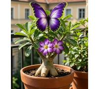 Rosa del Deserto "Farfalla" Bicolore Sfumata | Caudice Rigonfio | Resistente alla Siccità e di Facile Cura | Fiorisce Tutto l'Anno | Ideale per l'Arredamento d'Interni-1 unità-J