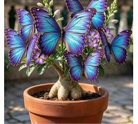 Rosa del Deserto "Farfalla" | Fiorisce Ogni Anno | Resistente a Siccità e Sole | Ideale per Principianti | Ideale per l'Arredamento d'Interni-3 unità-E