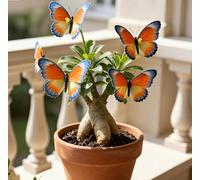 Rosa del Deserto "Farfalla" | Fiorisce Ogni Anno | Resistente a Siccità e Sole | Ideale per Principianti | Ideale per l'Arredamento d'Interni-1 unità-G