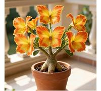 Rosa del Deserto "Farfalla" | Fiorisce Ogni Anno | Resistente a Siccità e Sole | Ideale per Principianti | Ideale per l'Arredamento d'Interni-3 unità-D