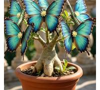 Rosa del Deserto "Farfalla" | Fiorisce Ogni Anno | Resistente a Siccità e Sole | Ideale per Principianti | Ideale per l'Arredamento d'Interni-4 unità-J