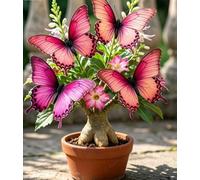 Rosa del Deserto "Farfalla" | Fiorisce Ogni Anno | Resistente a Siccità e Sole | Ideale per Principianti | Ideale per l'Arredamento d'Interni-5 unità-C