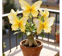 Rosa del Deserto "Farfalla" | Fiorisce Ogni Anno | Resistente a Siccità e Sole | Ideale per Principianti | Ideale per l'Arredamento d'Interni-2 unità-B