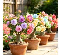 Rosa del deserto - giardini rocciosi balcone ufficio 2bulbi