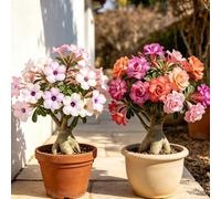 Rosa del deserto - giardini rocciosi estivi ufficio 5bulbi