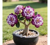 Rosa del deserto in Vasca:Colore Vivido/Decorazione per Casa e Giardino/per Interni e Esterno-A-5 Rhizome