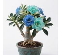 Rosa del deserto in Vasca-Colore Vivido/Decorazione per Casa e Giardino/per Ogni Spazio/Resistente e Facile da Curare(OPVDJD)-G-3 Rhizome